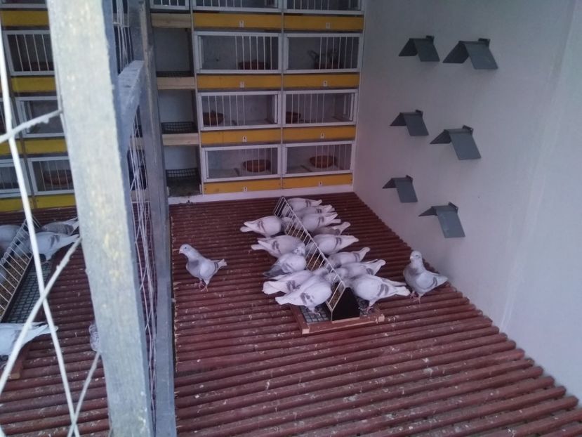  - 6DE PRIN VOLIERA