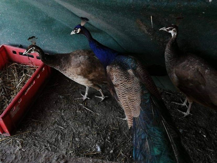 received_395427571245122 - Păuni Violet 2017