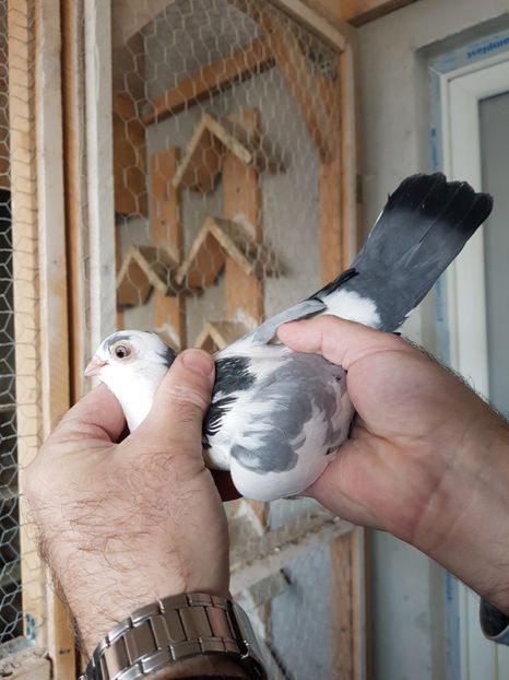  - PORUMBEI GALATENI 2019