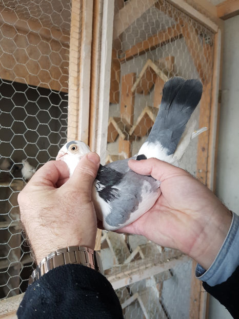  - PORUMBEI GALATENI 2019