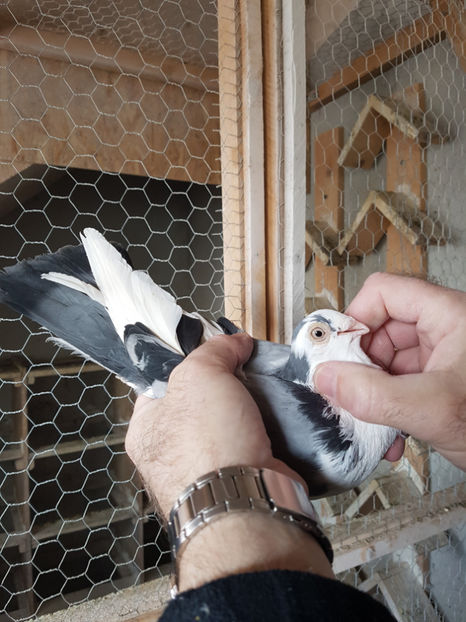  - PORUMBEI GALATENI 2019