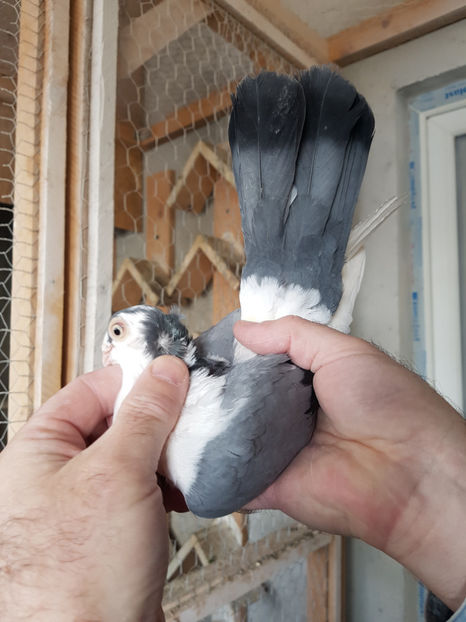  - PORUMBEI GALATENI 2019