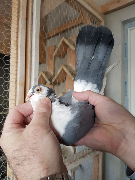  - PORUMBEI GALATENI 2019