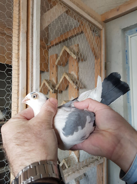  - PORUMBEI GALATENI 2019