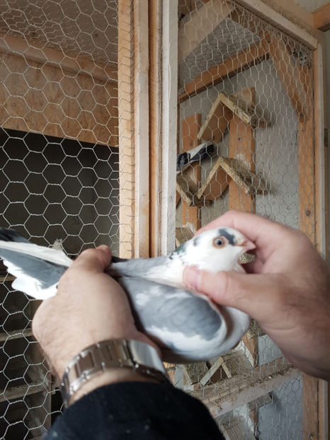  - PORUMBEI GALATENI 2019