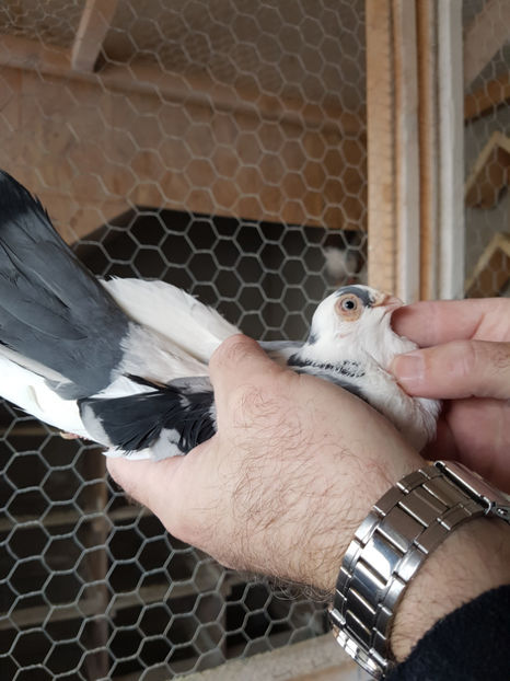  - PORUMBEI GALATENI 2019