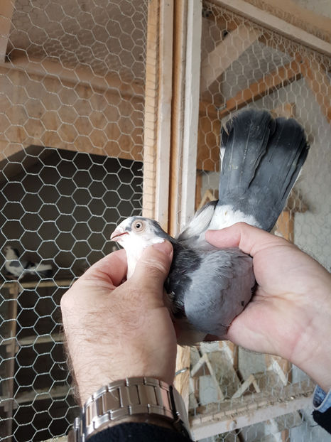  - PORUMBEI GALATENI 2019