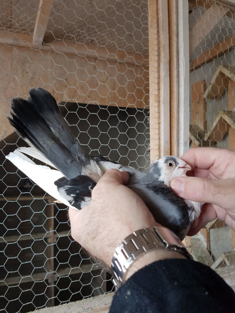  - PORUMBEI GALATENI 2019