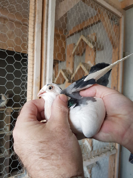  - PORUMBEI GALATENI 2019