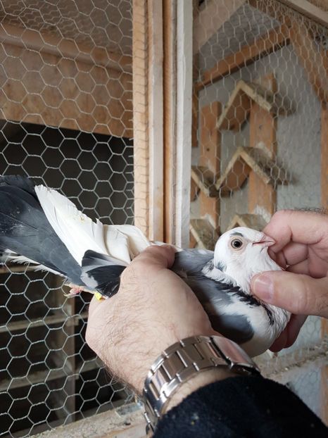  - PORUMBEI GALATENI 2019