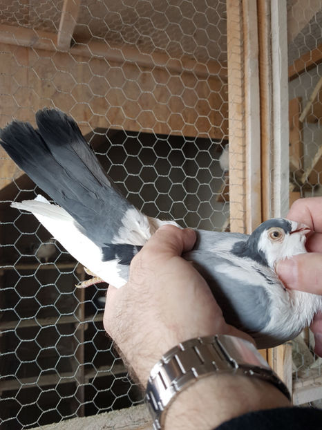  - PORUMBEI GALATENI 2019