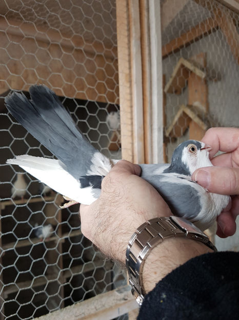  - PORUMBEI GALATENI 2019