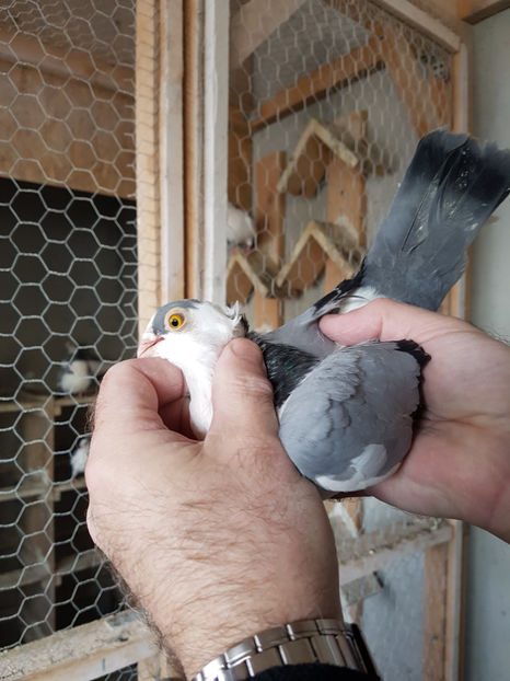  - PORUMBEI GALATENI 2019