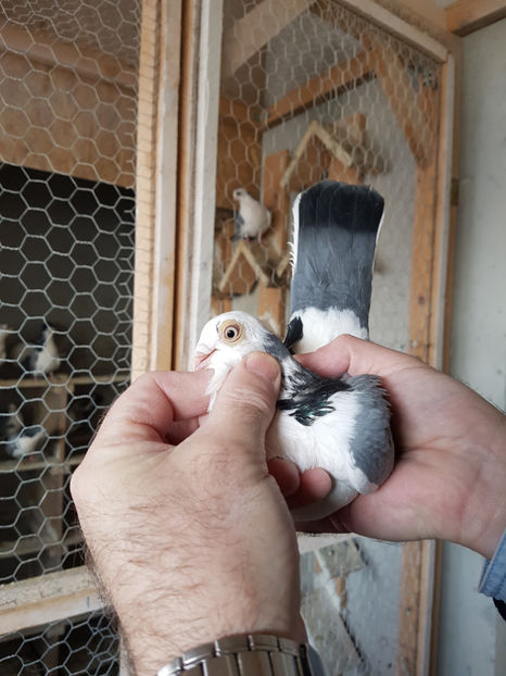  - PORUMBEI GALATENI 2019