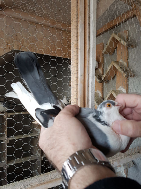  - PORUMBEI GALATENI 2019