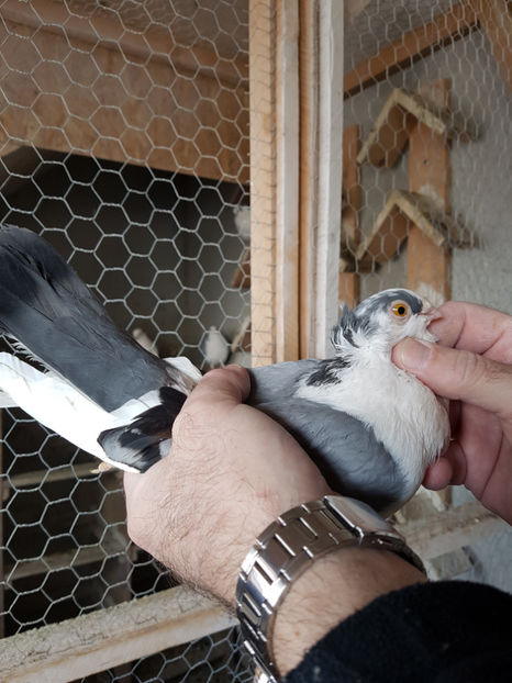  - PORUMBEI GALATENI 2019