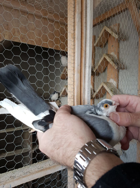  - PORUMBEI GALATENI 2019