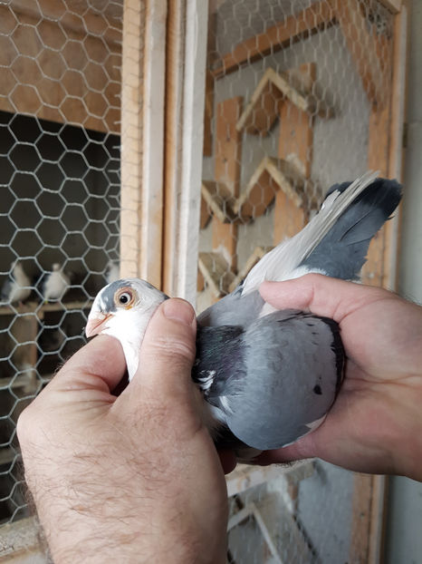  - PORUMBEI GALATENI 2019