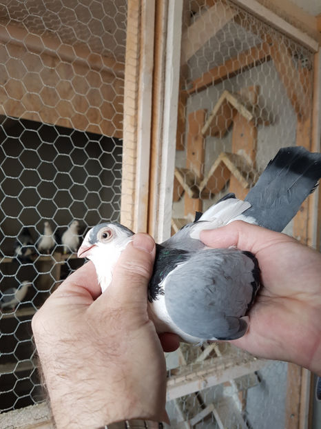  - PORUMBEI GALATENI 2019