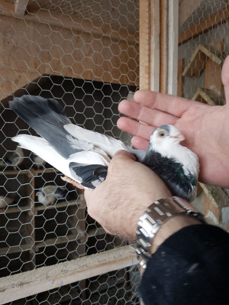  - PORUMBEI GALATENI 2019