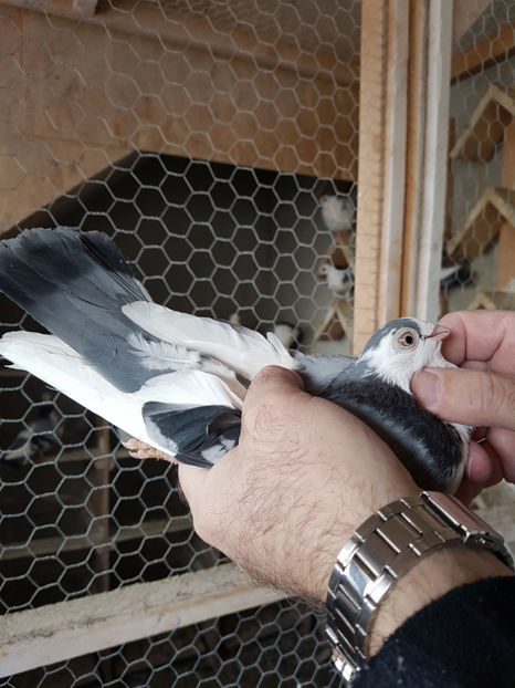  - PORUMBEI GALATENI 2019