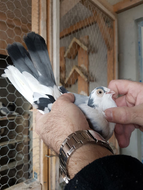  - PORUMBEI GALATENI 2019