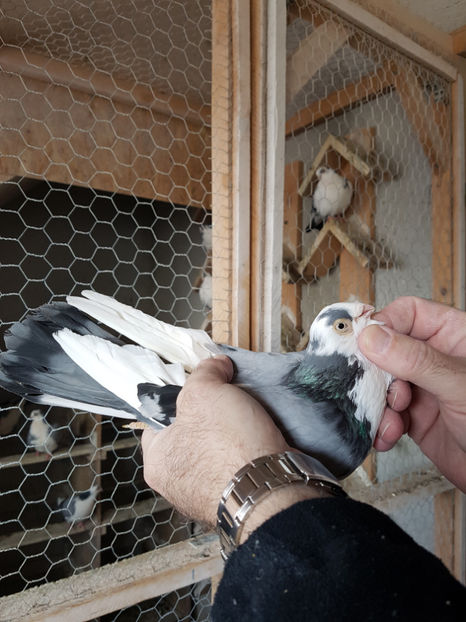  - PORUMBEI GALATENI 2019