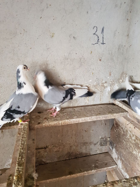  - PORUMBEI GALATENI 2019
