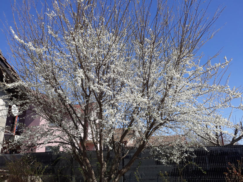  - Gradina primavara 2019