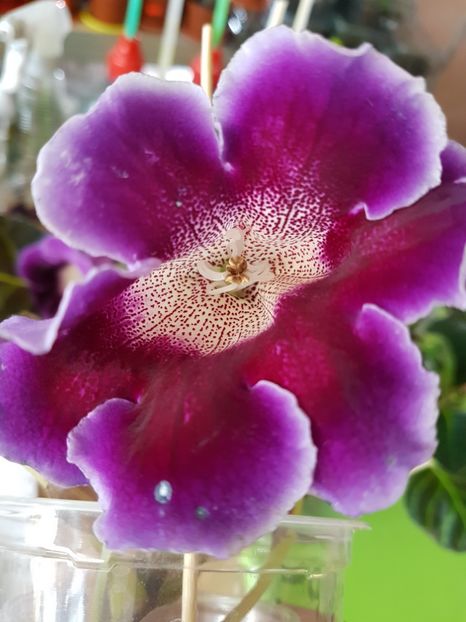  - Gloxinia 2019