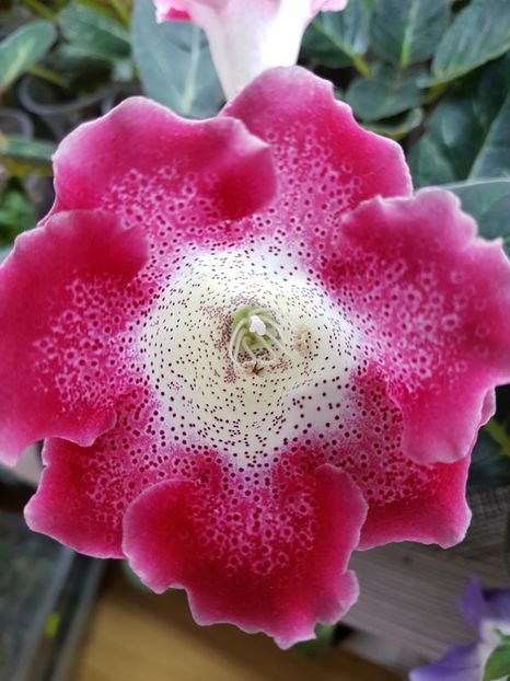  - Gloxinia 2019