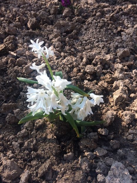 image - Primăvara 2019