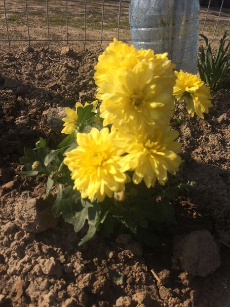 image - Primăvara 2019