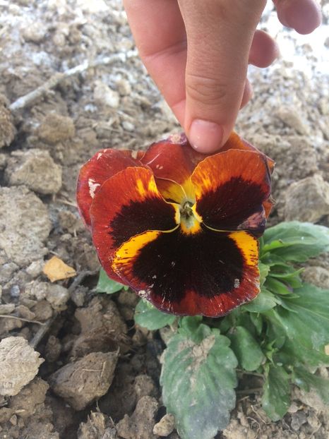 image - Primăvara 2019