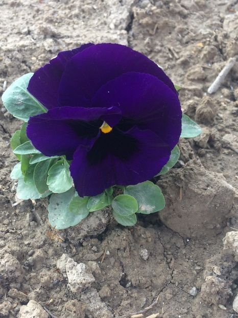 image - Primăvara 2019