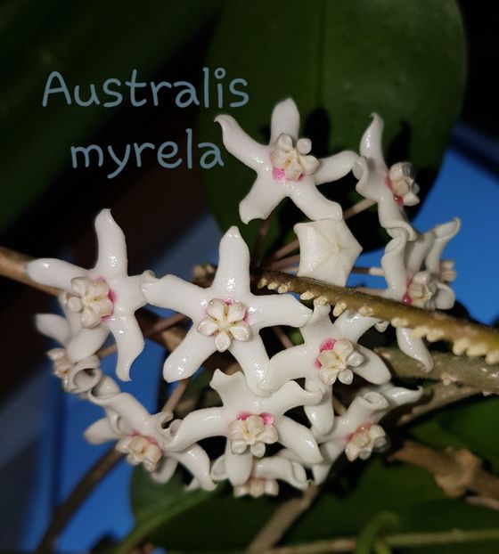  - Australis -pierdută