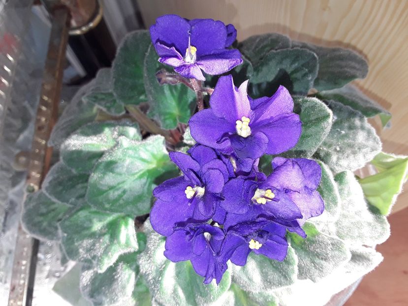  - AAA Violete africane comerciale