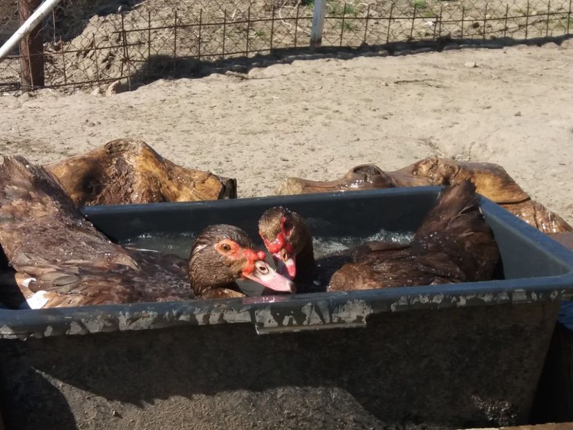  - Rațe leșești ciocolatii