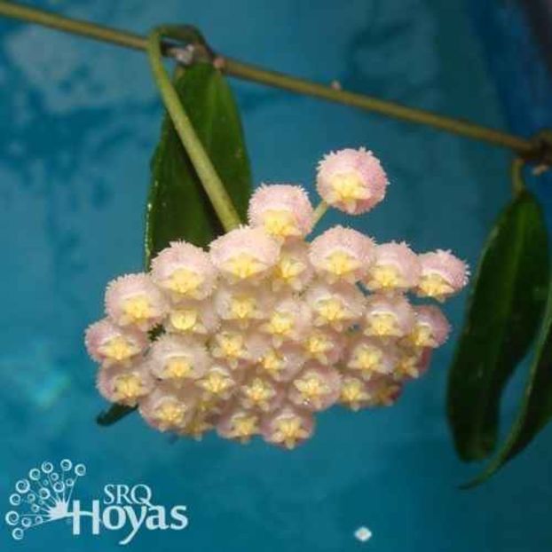 CV Rebecca - Hoya poze net