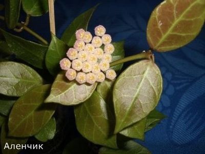 CV Rebecca - Hoya poze net