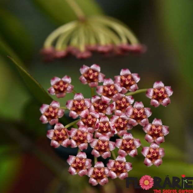 Memoria Gracilis - Hoya poze net