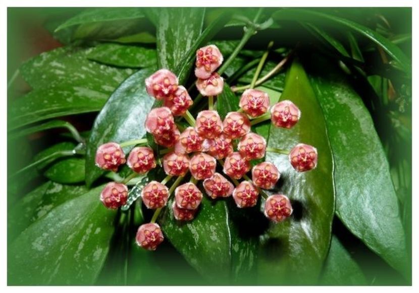 Memoria Gracilis - Hoya poze net