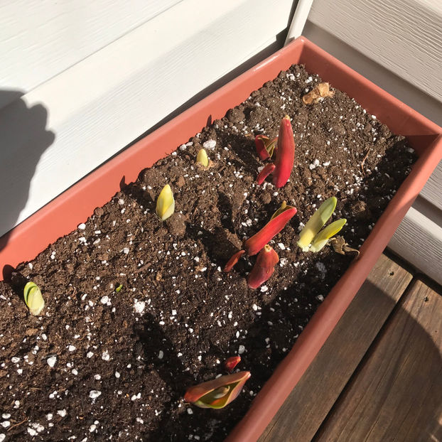  - Jurnalul gradinii 2019