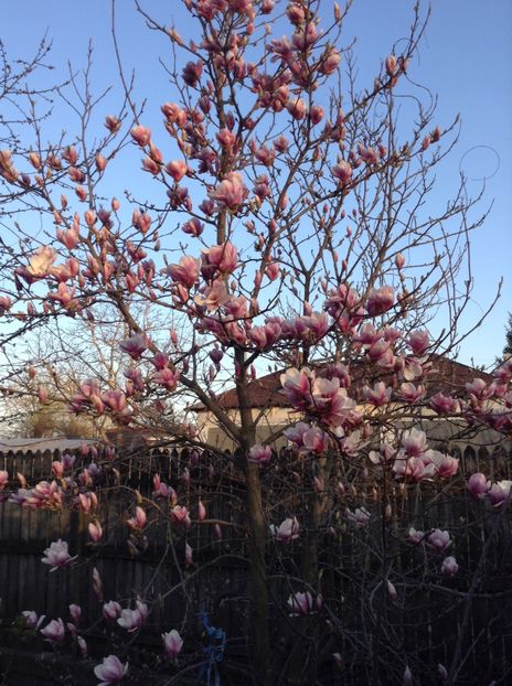 image - Magnolia