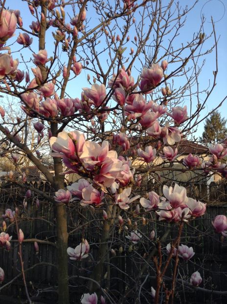 image - Magnolia