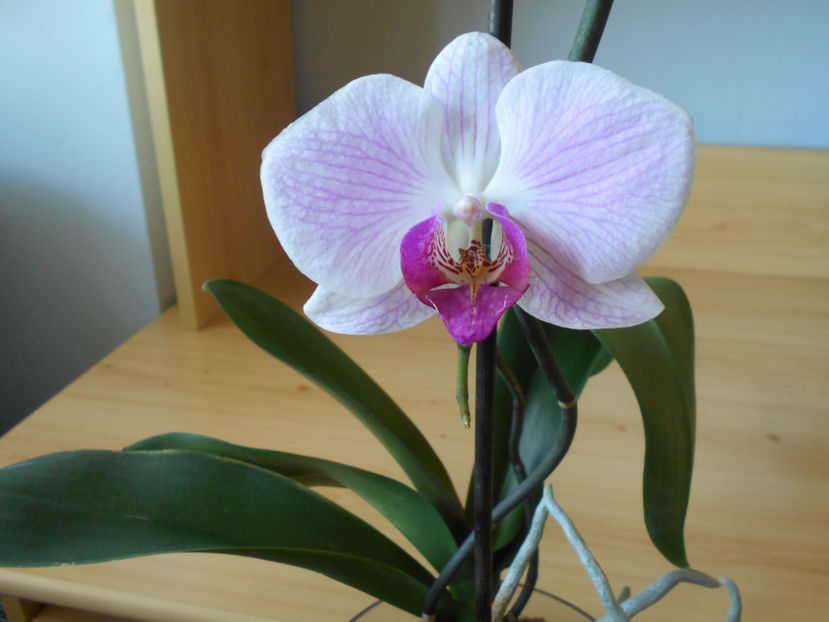  - orhidee 02 Carrefour VIVO Cluj mar 2016-am pierdut-o