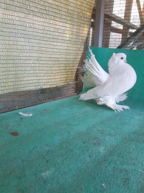  - JUCATOR SIBERIAN sau TREMURATOR DE OMSK sau GOLUBI OMSKI