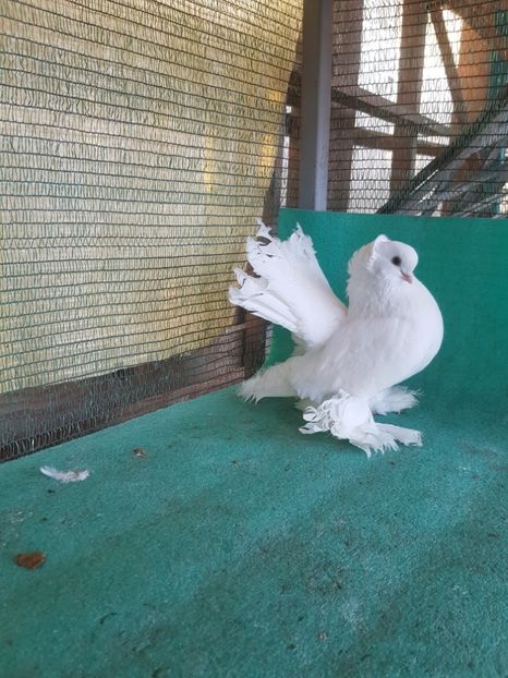  - JUCATOR SIBERIAN sau TREMURATOR DE OMSK sau GOLUBI OMSKI