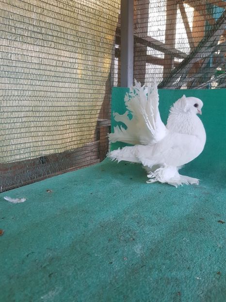  - JUCATOR SIBERIAN sau TREMURATOR DE OMSK sau GOLUBI OMSKI