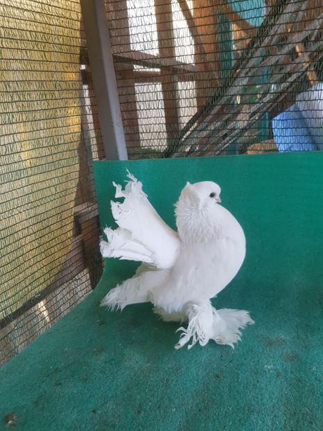  - JUCATOR SIBERIAN sau TREMURATOR DE OMSK sau GOLUBI OMSKI